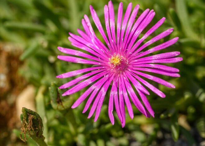 Tips for Creating a Beautiful and Low-Maintenance Garden All Year Round