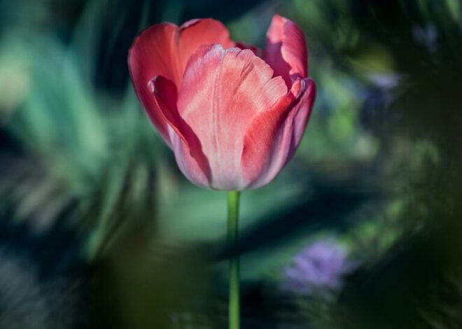 Tips for Creating a Sustainable and Beautiful Home Garden